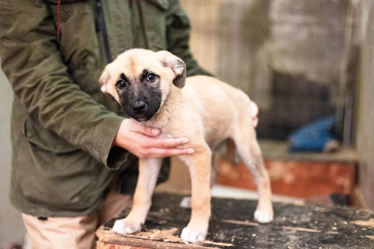 Saida, weiß puppy Mixed Breed for adoption at Ein Herz für Streuner e.V., München