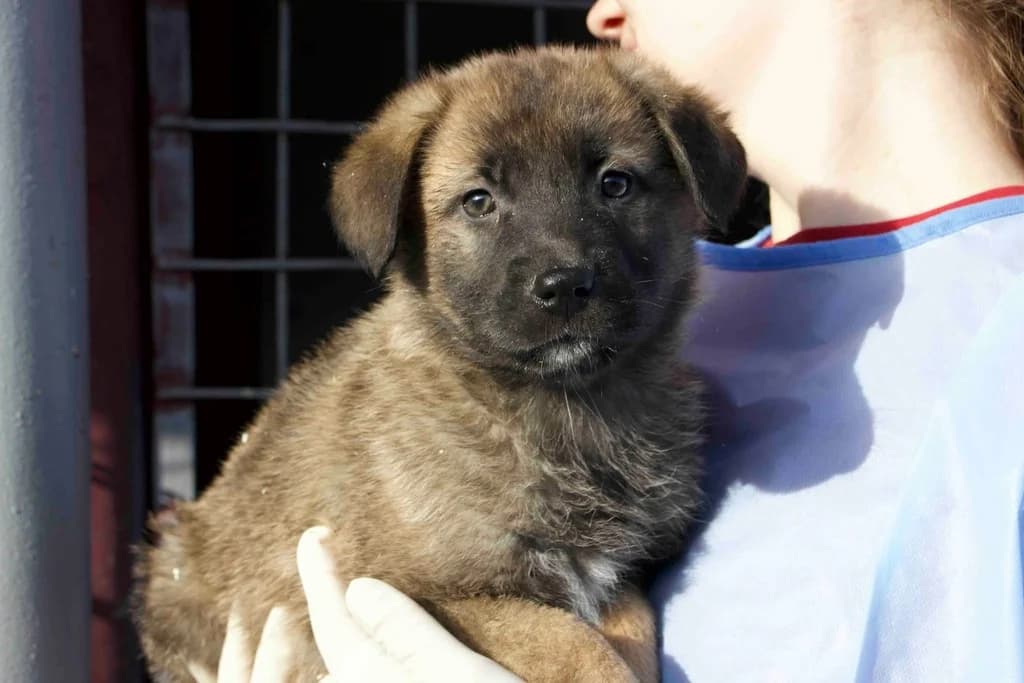 Saide, braun female puppy Mixed Breed for adoption at Ein Herz für Streuner e.V., München
