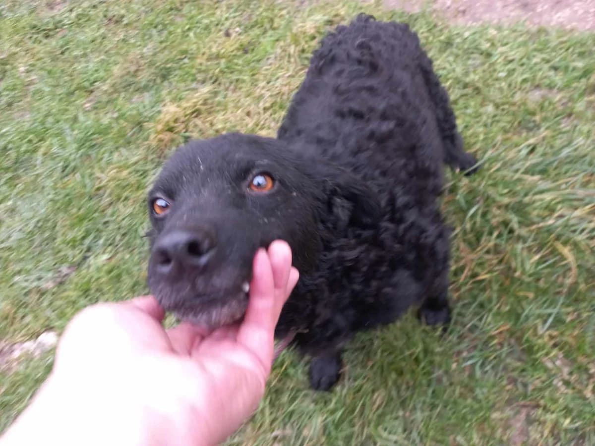 Sailaway, female young Mixed Breed for adoption at Ein Herz für Streuner e.V., München