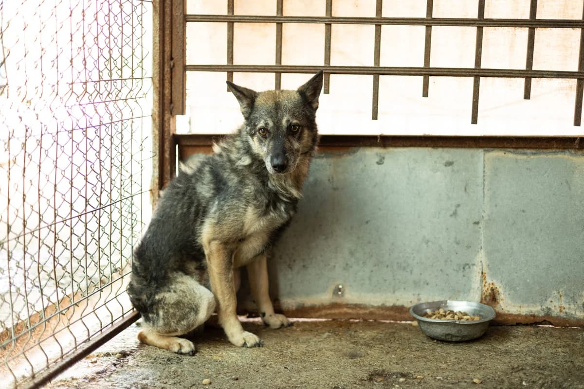 Sajan, male 6yo Mixed Breed for adoption at Ein Herz für Streuner e.V., München