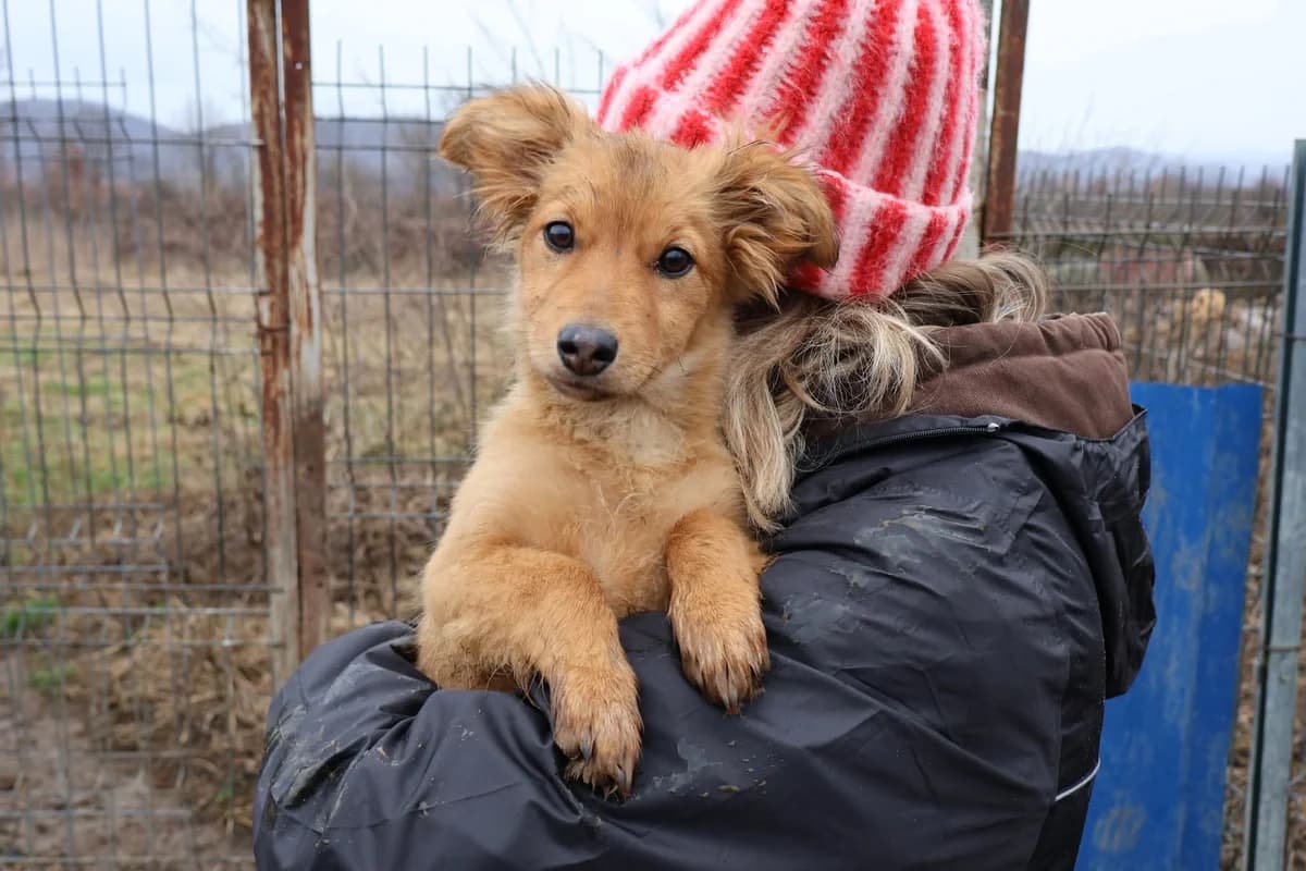 Sakura, female puppy Mixed Breed for adoption at Ein Herz für Streuner e.V., München