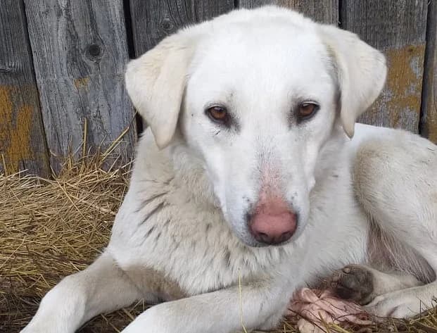 Sakura, female 5yo Mixed Breed for adoption at Ein Herz für Streuner e.V., München