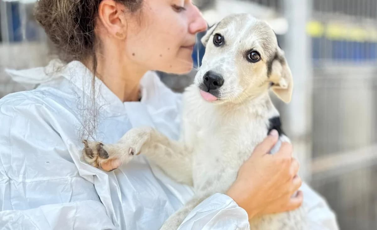 Sala, female puppy Mixed Breed for adoption at Ein Herz für Streuner e.V., München