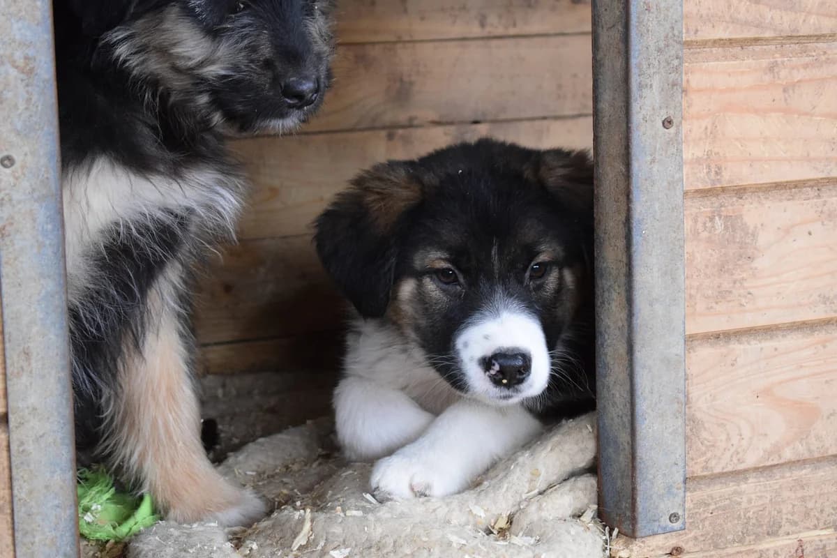 Salali, weiß female puppy Mixed Breed for adoption at Ein Herz für Streuner e.V., München
