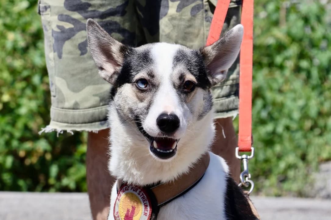 Salali, female young Mixed Breed for adoption at Ein Herz für Streuner e.V., München