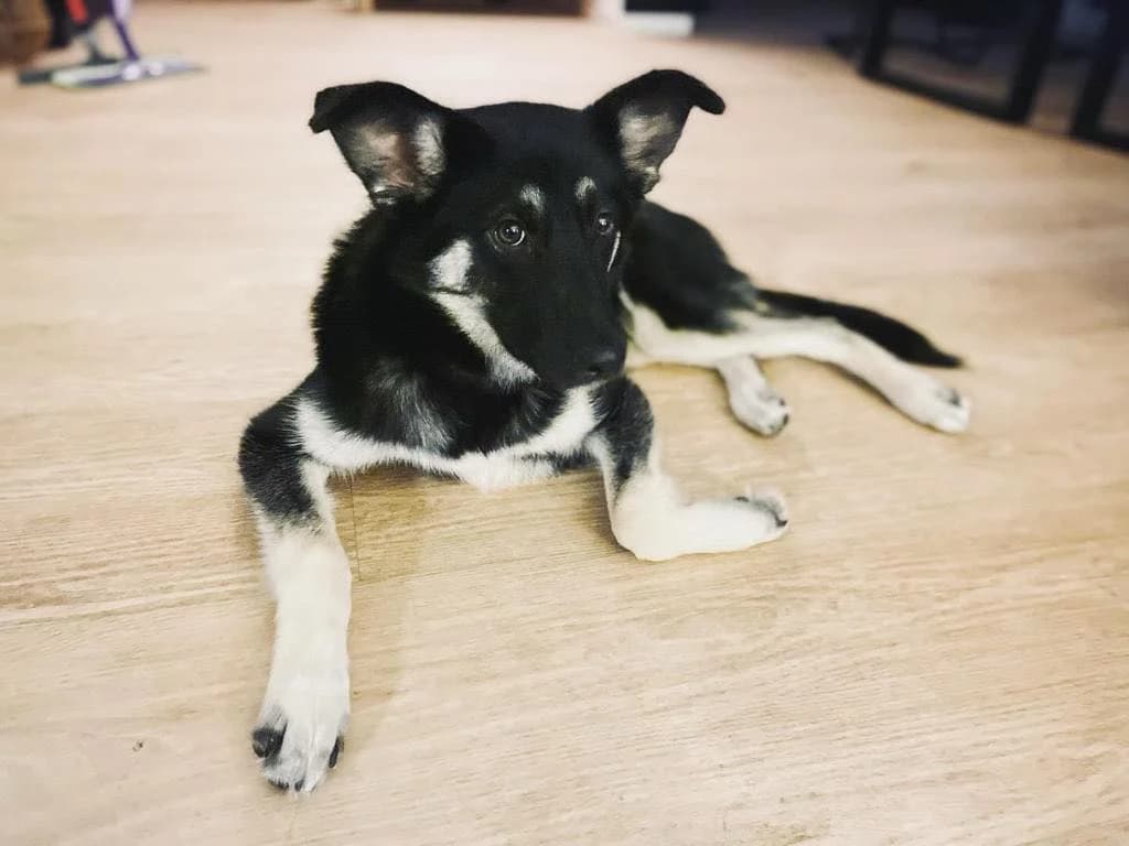 Salamanca, female puppy Mixed Breed for adoption at Ein Herz für Streuner e.V., München