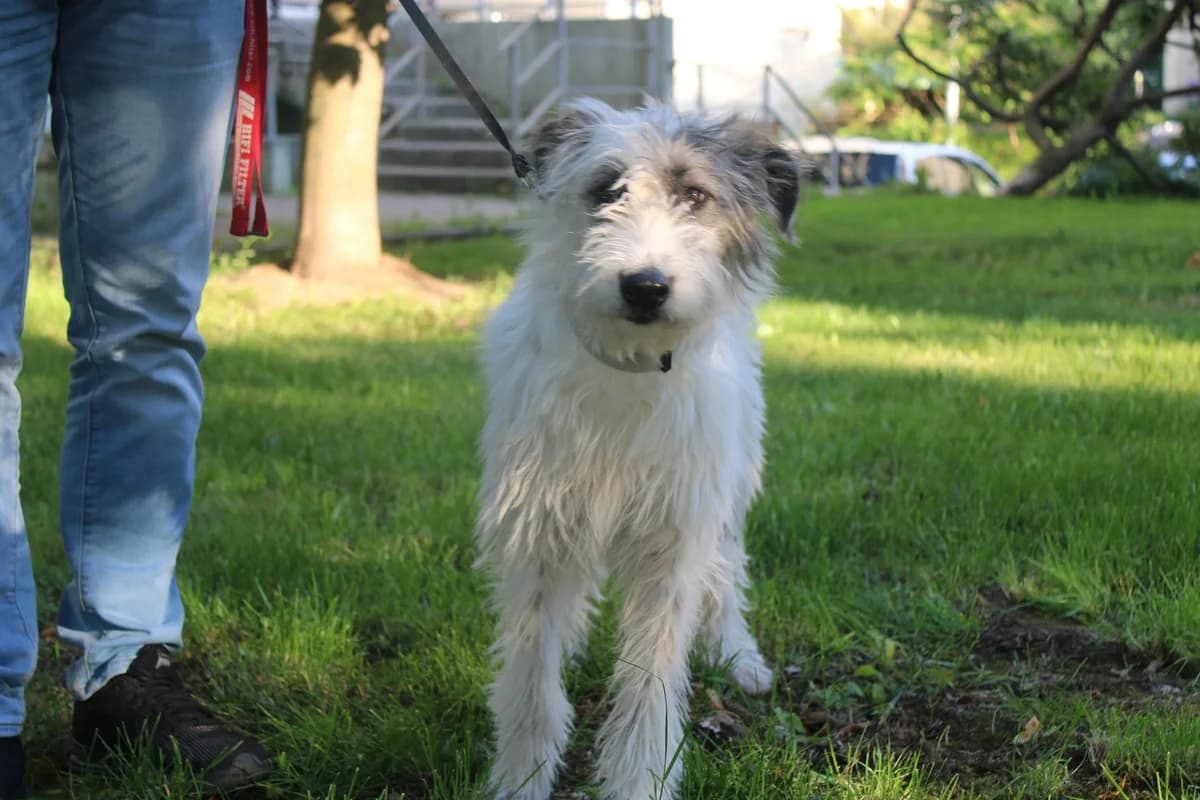 Salbei, weiß female puppy Mixed Breed for adoption at Ein Herz für Streuner e.V., München