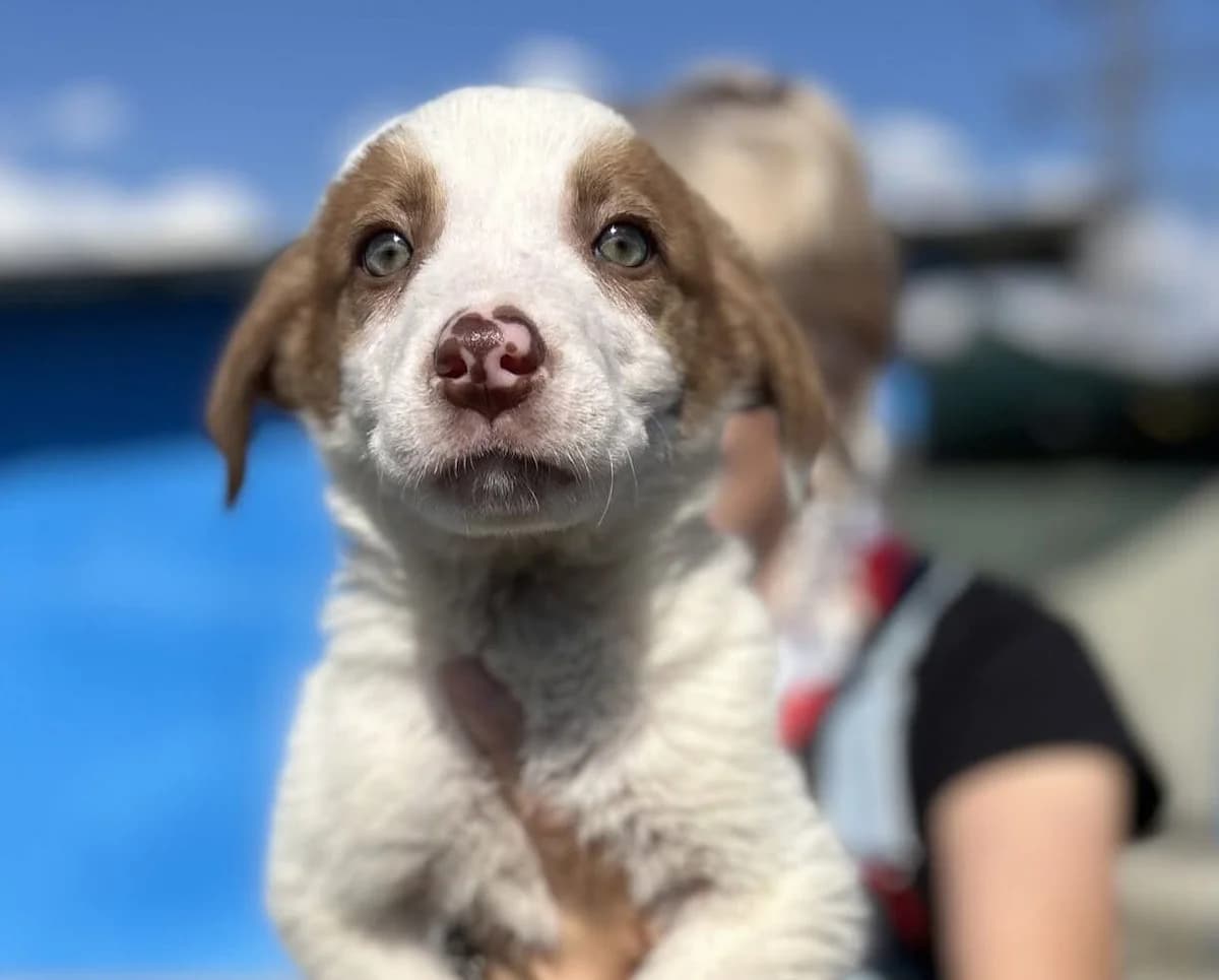 Salih, weiß male puppy Mixed Breed for adoption at Ein Herz für Streuner e.V., München