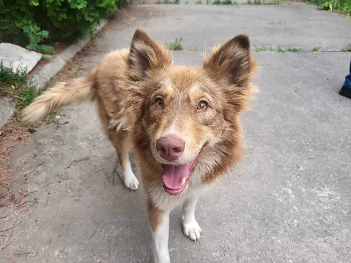 Salina, gold female 5yo Mixed Breed for adoption at Ein Herz für Streuner e.V., München