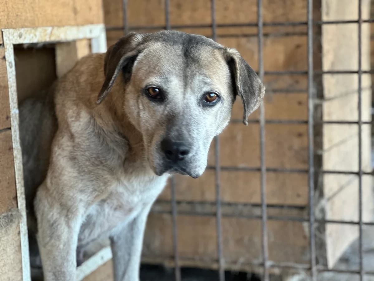 Salli, female 6yo Mixed Breed for adoption at Ein Herz für Streuner e.V., München