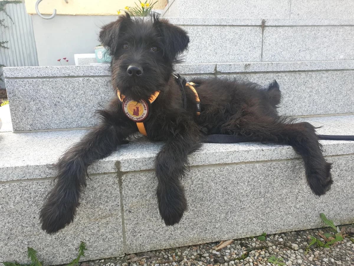 Sally, female puppy Mixed Breed for adoption at Ein Herz für Streuner e.V., München