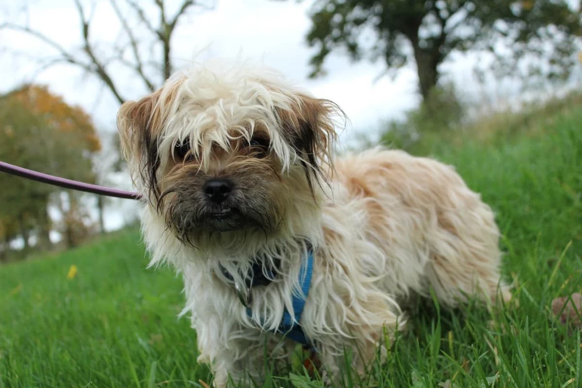 Sally, female 3yo Mixed Breed for adoption at Ein Herz für Streuner e.V., München