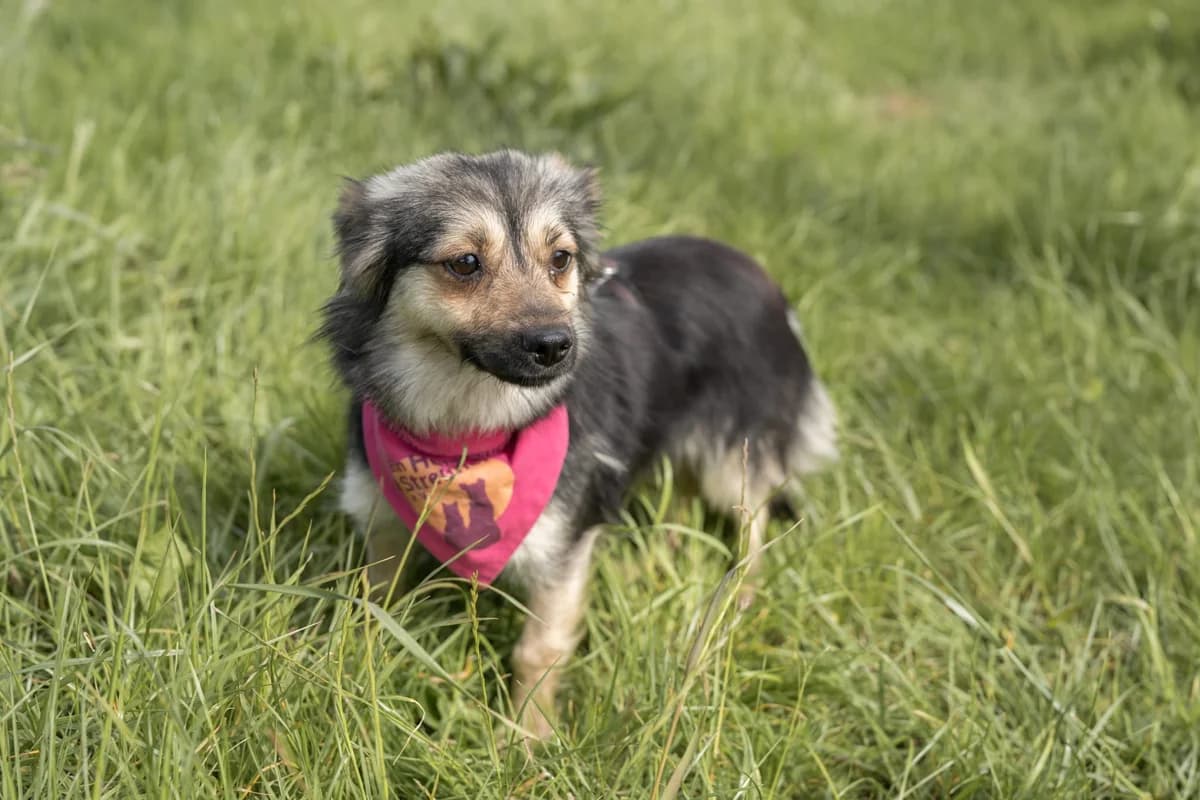 Salomé, female 5yo Mixed Breed for adoption at Ein Herz für Streuner e.V., München