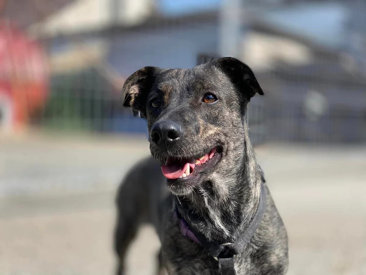 Salsa, female young Mixed Breed for adoption at Ein Herz für Streuner e.V., München