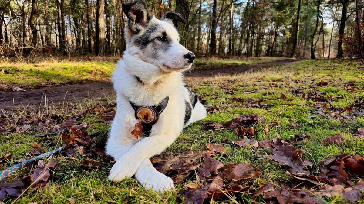 Salus, female puppy Mixed Breed for adoption at Ein Herz für Streuner e.V., München