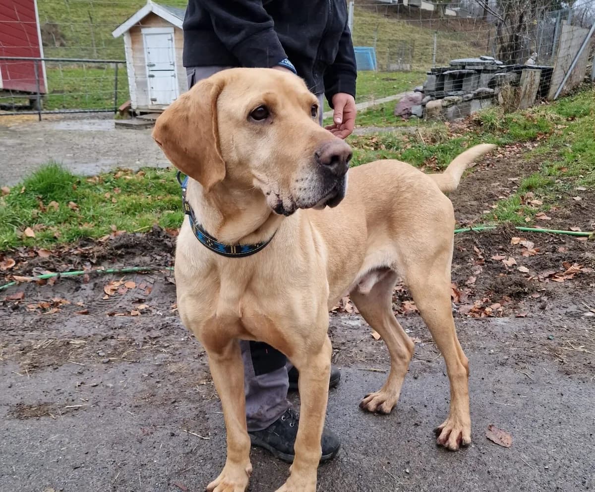 Salvato, male senior Mixed Breed for adoption at Ein Herz für Streuner e.V., München