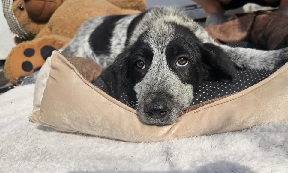 Sam, grau male puppy Mixed Breed for adoption at Ein Herz für Streuner e.V., München