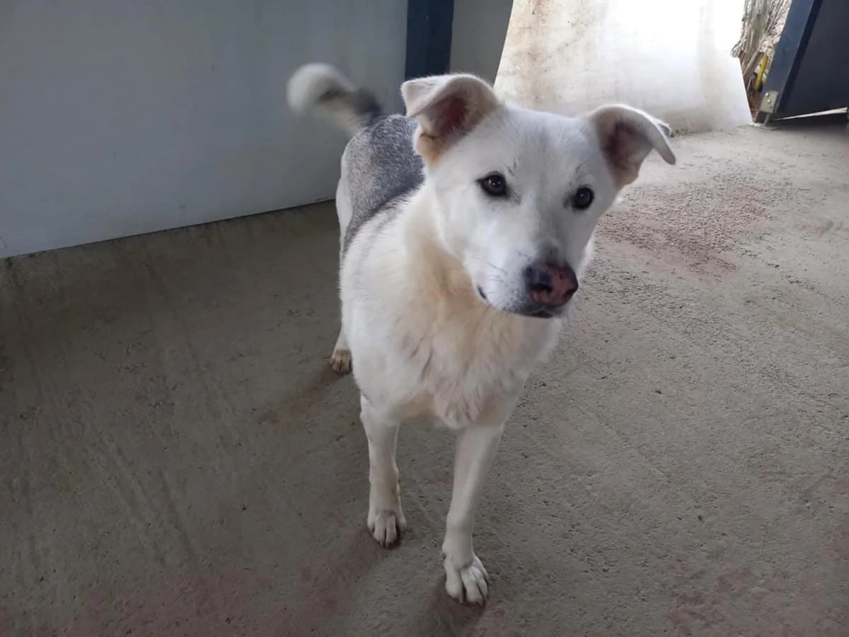 Sam, weiß male 3yo Mixed Breed for adoption at Ein Herz für Streuner e.V., München
