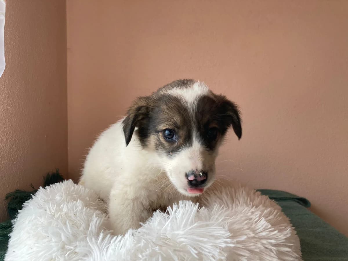 Samantha, weiß female puppy Mixed Breed for adoption at Ein Herz für Streuner e.V., München