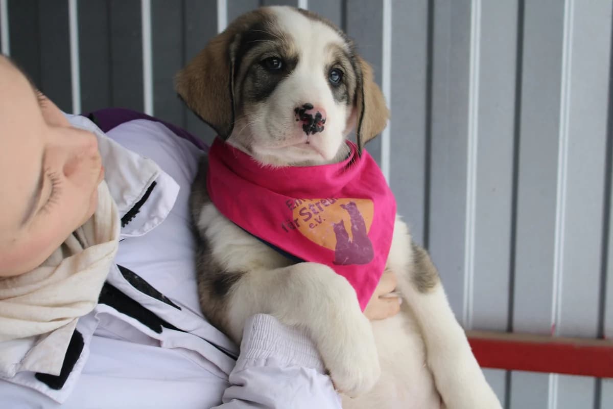 Samantha, female puppy Mixed Breed for adoption at Ein Herz für Streuner e.V., München