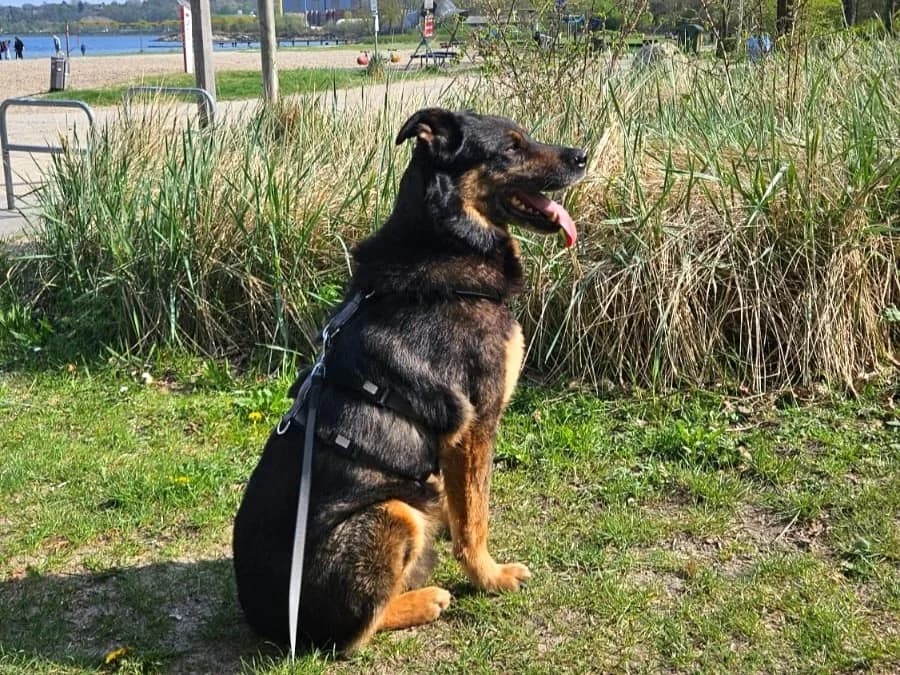 Samba, male senior Mixed Breed for adoption at Ein Herz für Streuner e.V., München