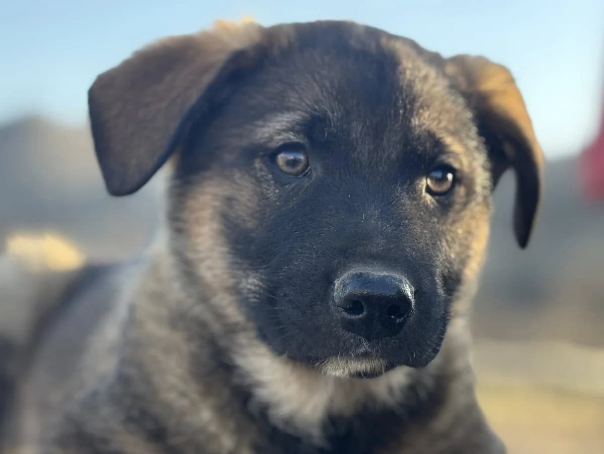 Sambo, male puppy Mixed Breed for adoption at Ein Herz für Streuner e.V., München