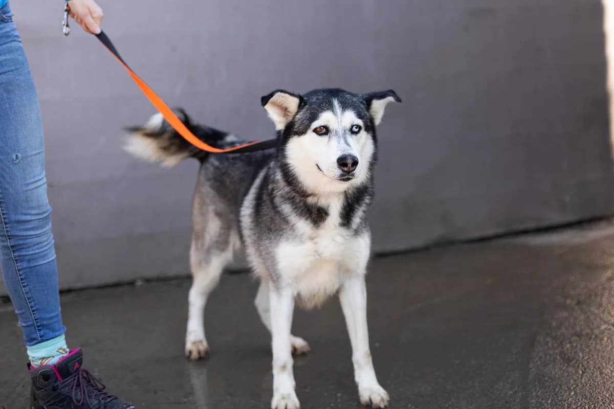 Samea, female 5yo Mixed Breed for adoption at Ein Herz für Streuner e.V., München
