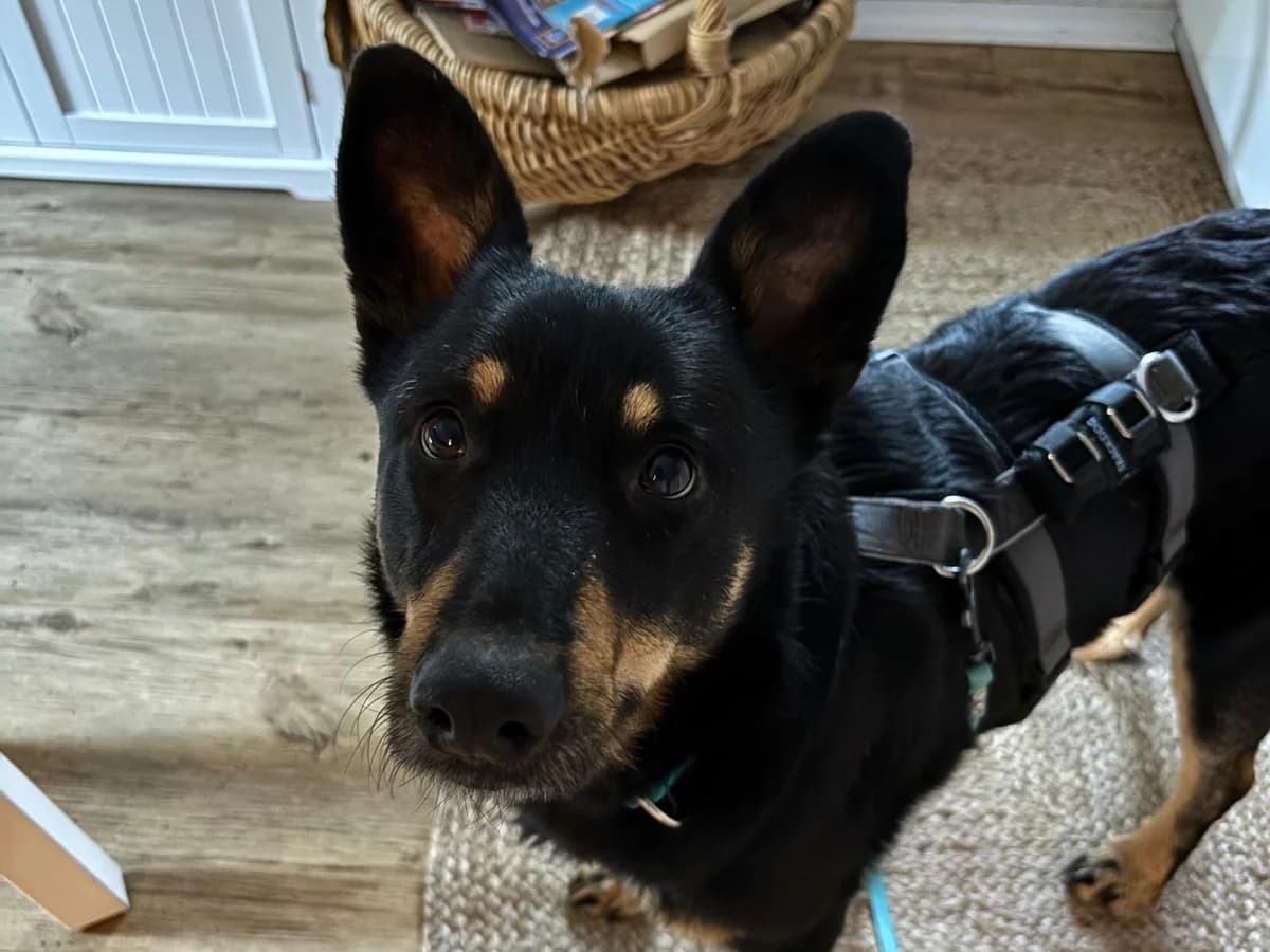 Sami, male 5yo Mixed Breed for adoption at Ein Herz für Streuner e.V., München