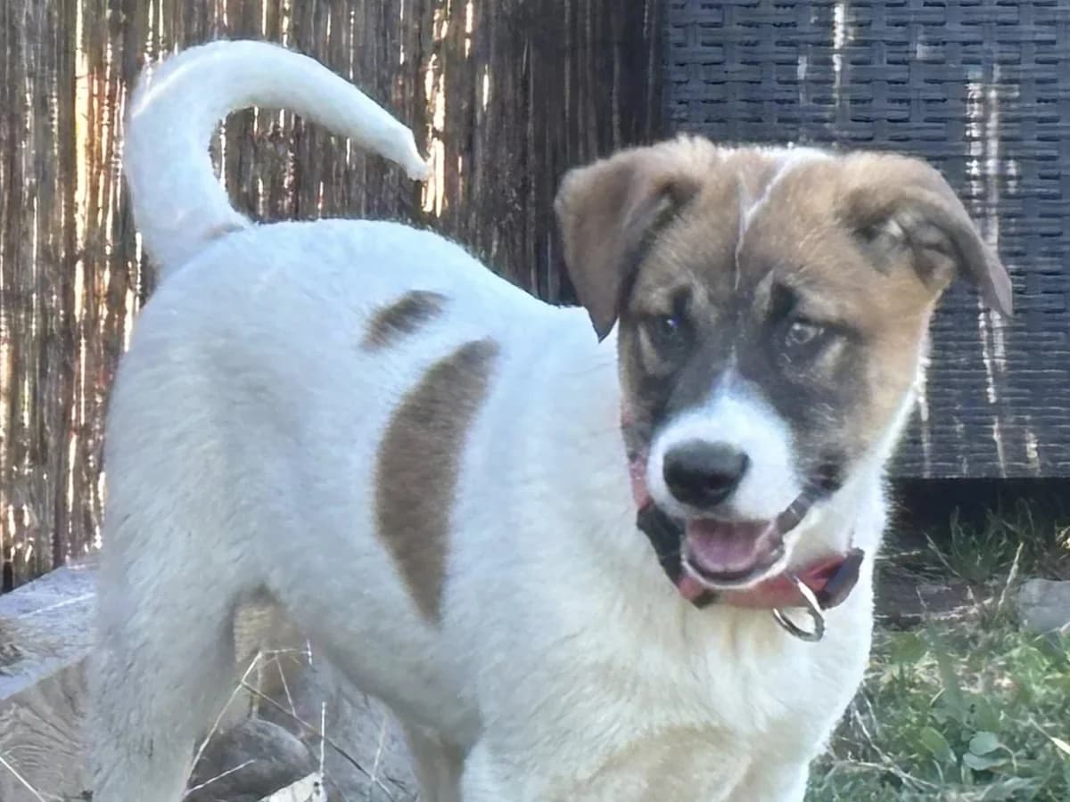 Samir, male puppy Mixed Breed for adoption at Ein Herz für Streuner e.V., München