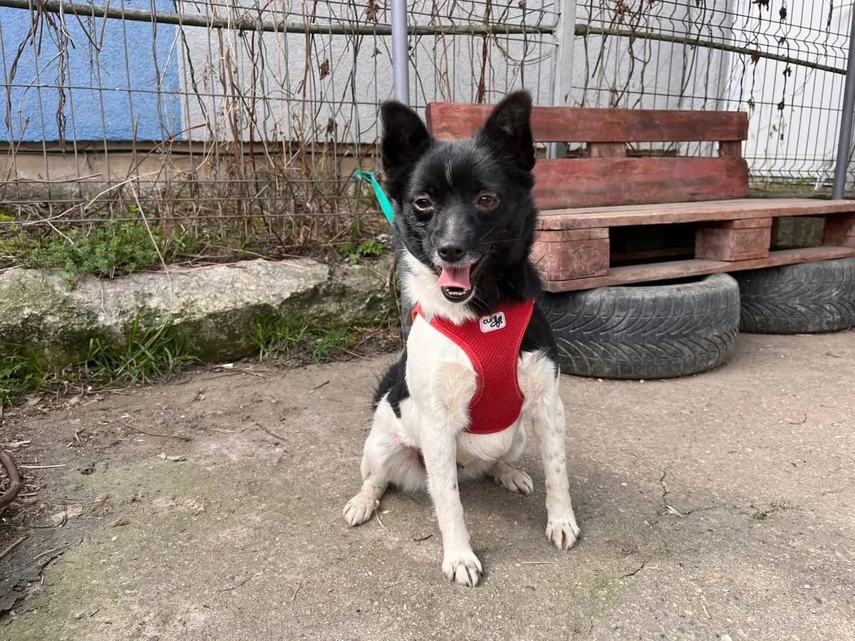 Samira, puppy Mixed Breed for adoption at Ein Herz für Streuner e.V., München