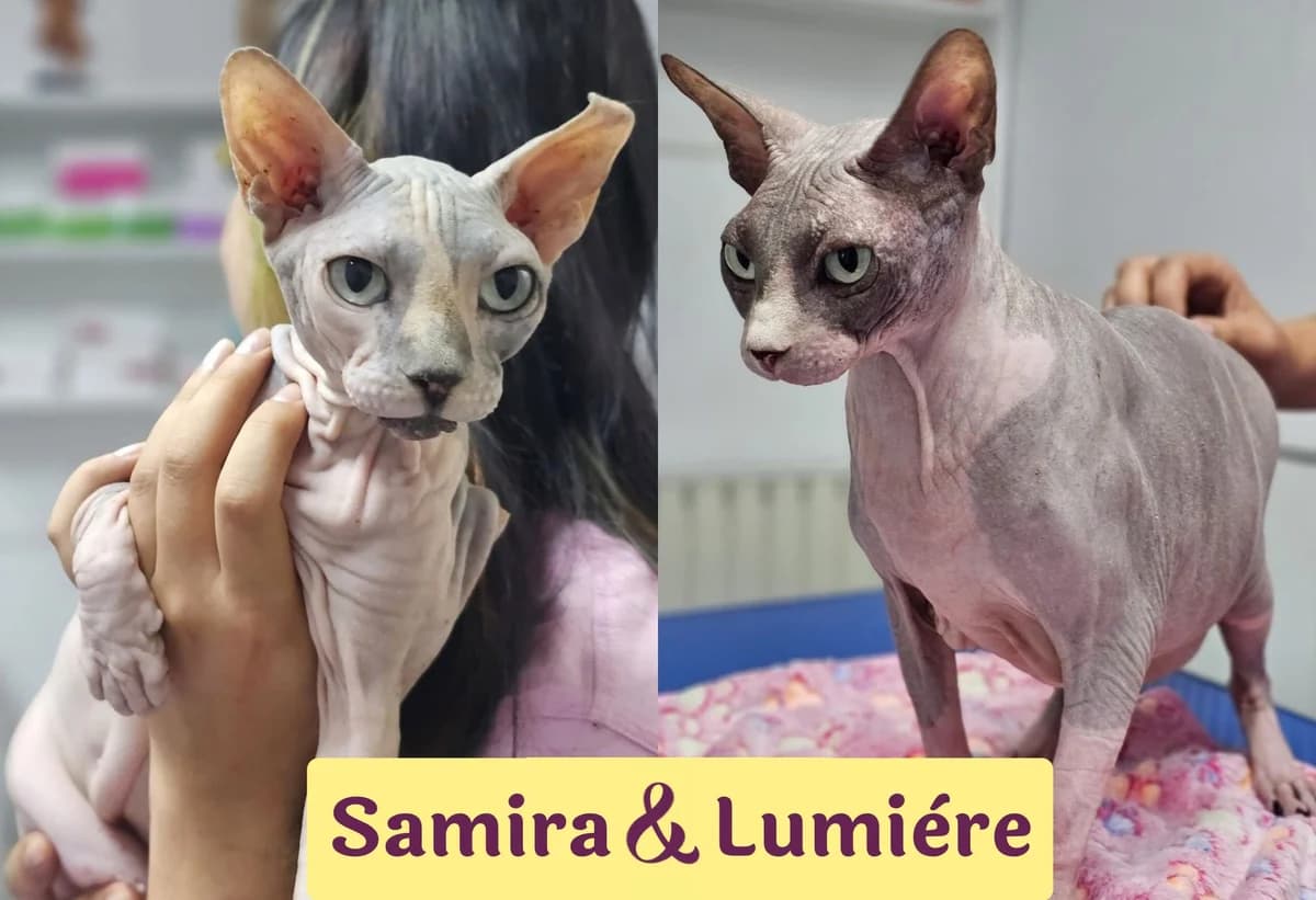 Samira&Lumiere, female 6yo Mixed Breed for adoption at Ein Herz für Streuner e.V., München
