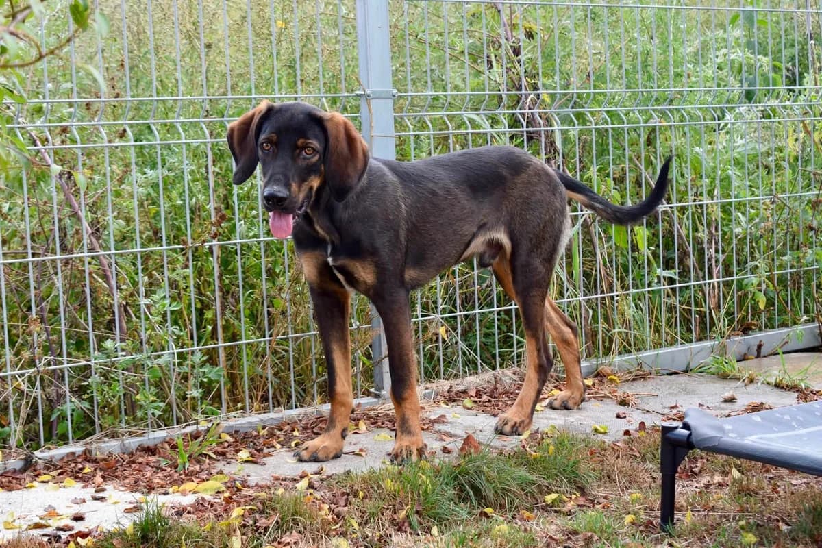 Samiro, male puppy Mixed Breed for adoption at Ein Herz für Streuner e.V., München