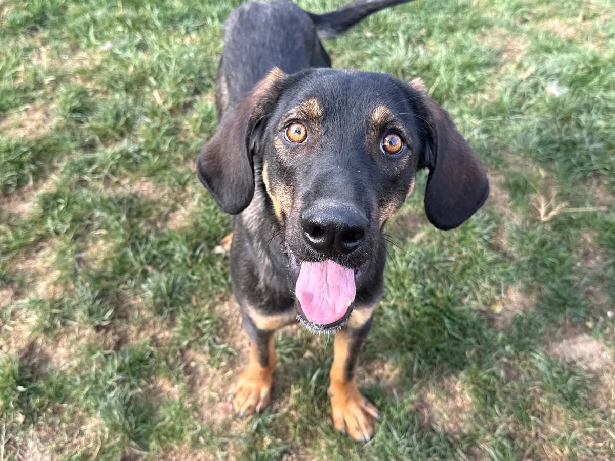 Samiro, male puppy Mixed Breed for adoption at Ein Herz für Streuner e.V., München