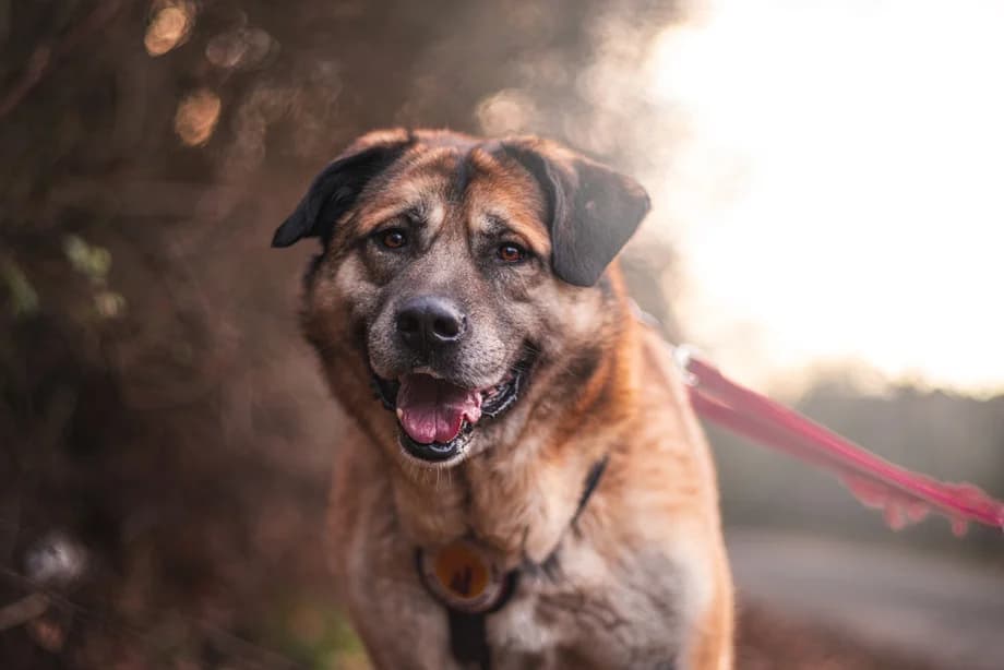 Sammi, male 7yo Mixed Breed for adoption at Ein Herz für Streuner e.V., München