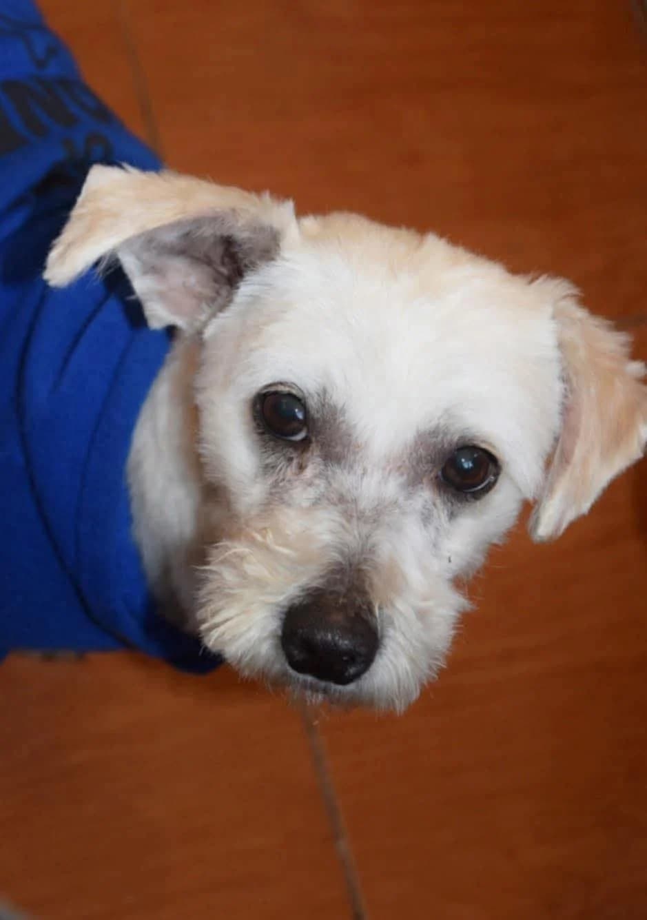 Sammy, male 5yo Mixed Breed for adoption at Ein Herz für Streuner e.V., München