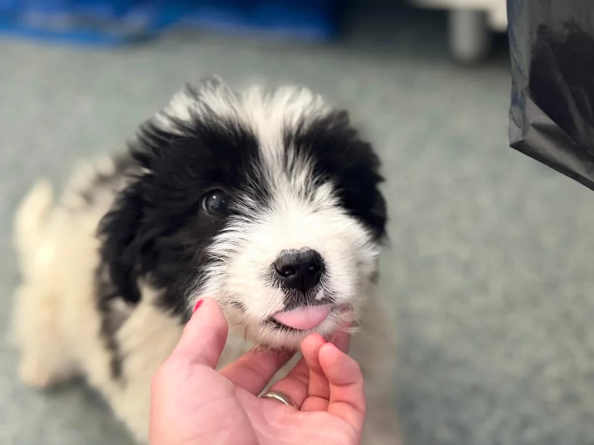 Sammy, male puppy Mixed Breed for adoption at Ein Herz für Streuner e.V., München