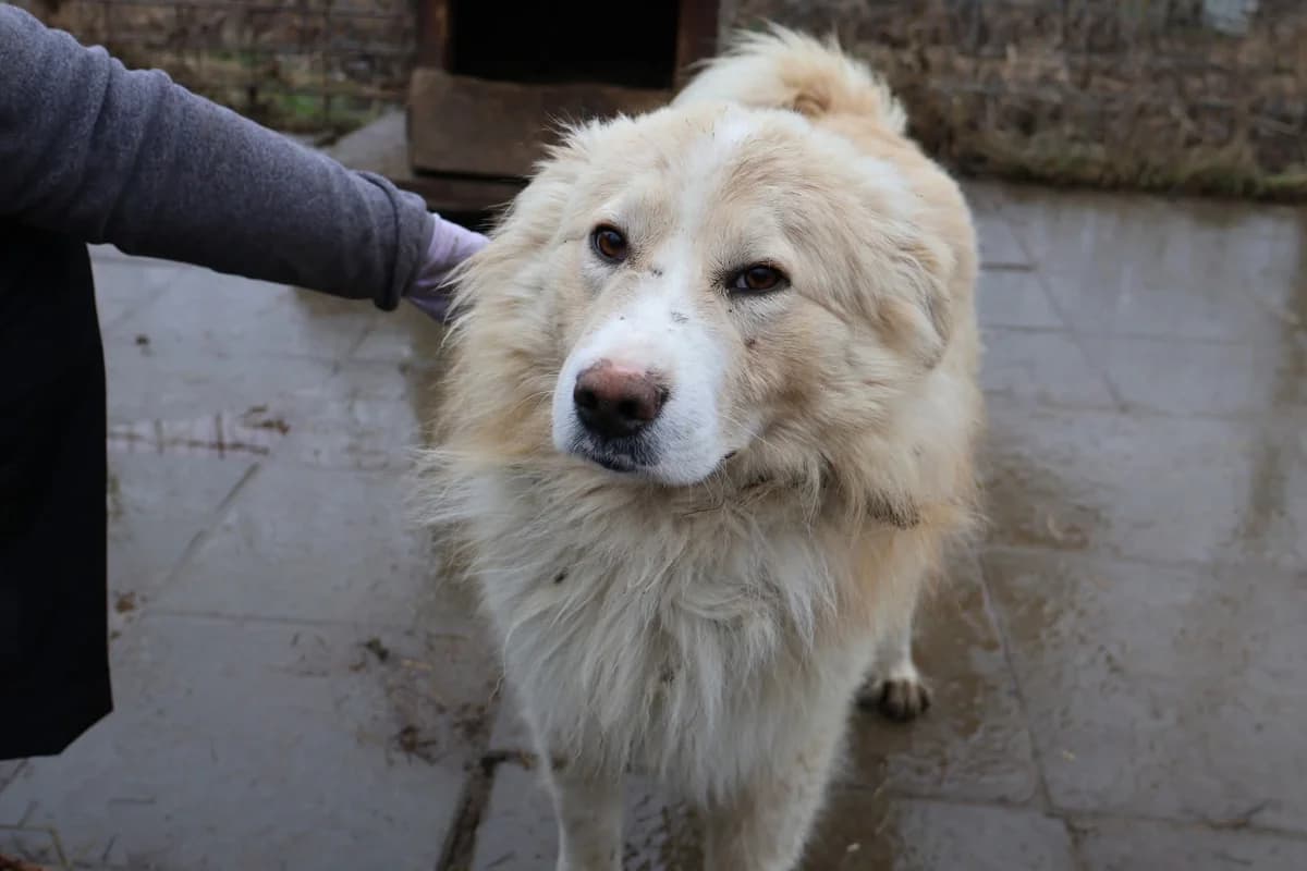 Sammy, weiß male 4yo Mixed Breed for adoption at Ein Herz für Streuner e.V., München