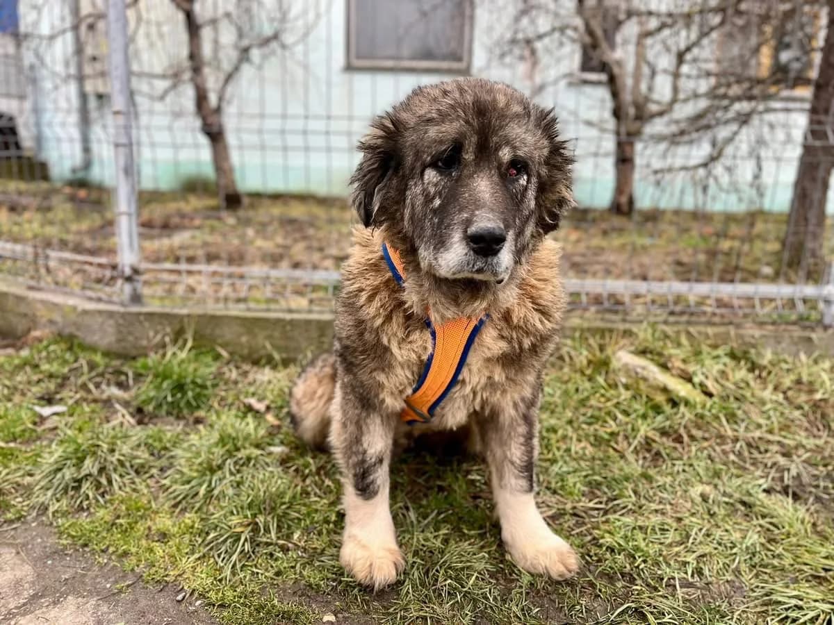 Samorae, female senior Mixed Breed for adoption at Ein Herz für Streuner e.V., München