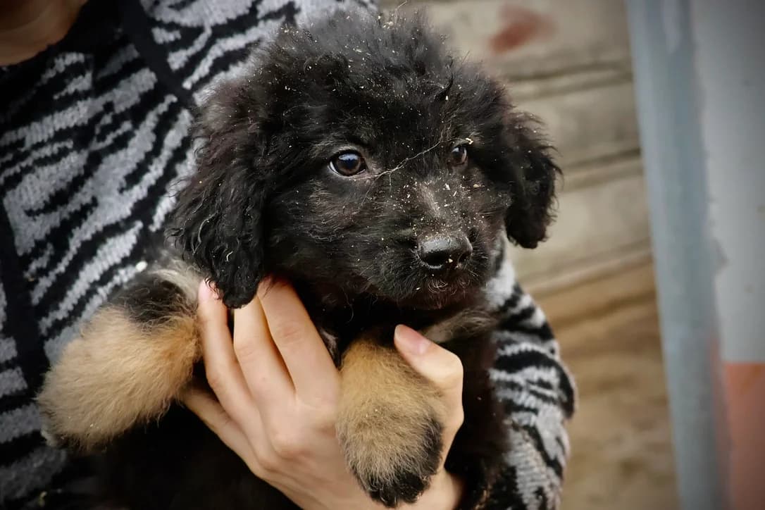 Samson, male puppy Mixed Breed for adoption at Ein Herz für Streuner e.V., München