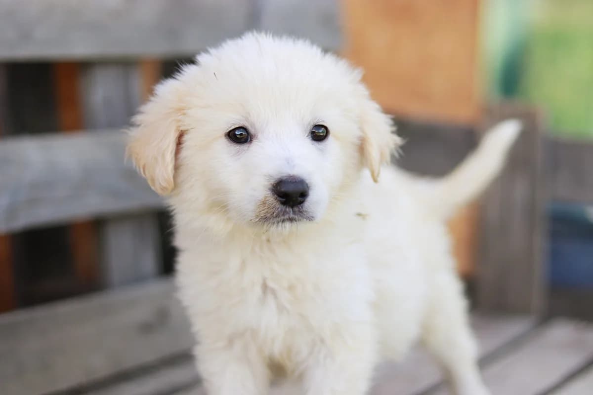 Samson, male puppy Mixed Breed for adoption at Ein Herz für Streuner e.V., München