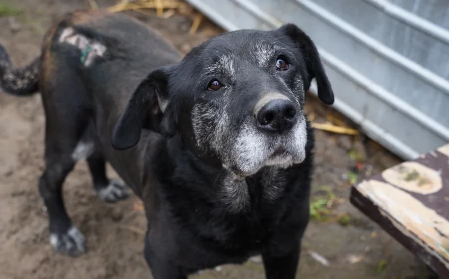 Samson, male senior Mixed Breed for adoption at Ein Herz für Streuner e.V., München