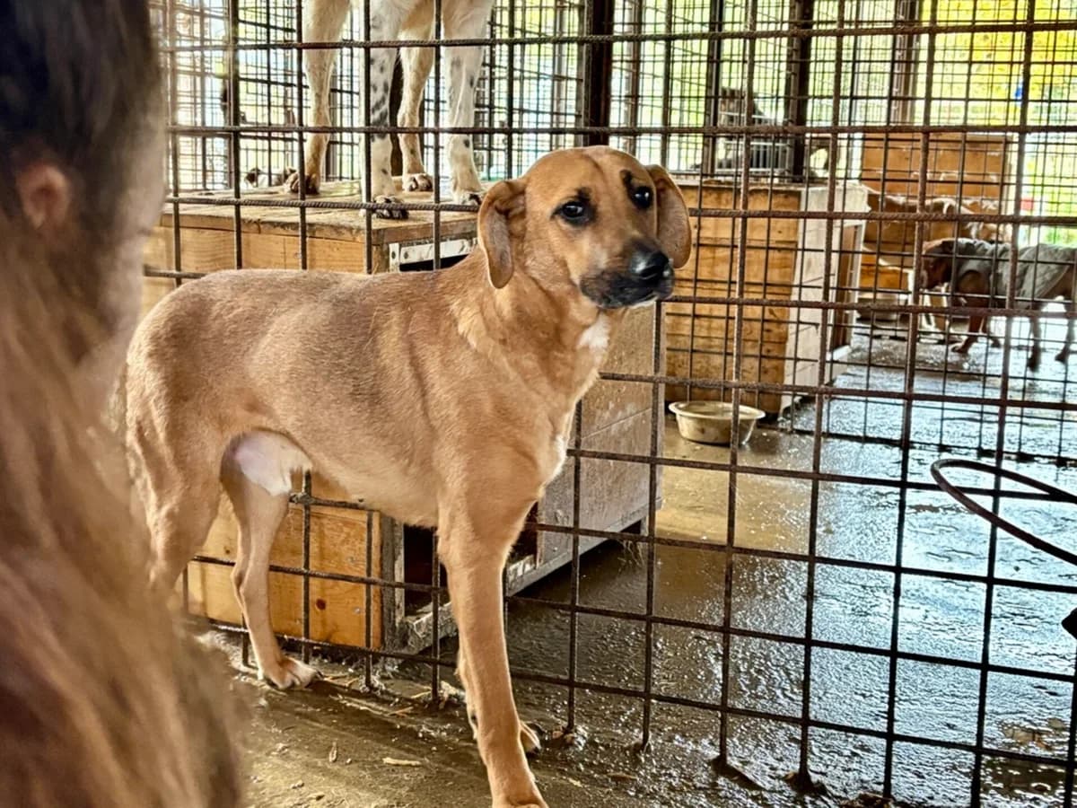 Samu, male 5yo Mixed Breed for adoption at Ein Herz für Streuner e.V., München