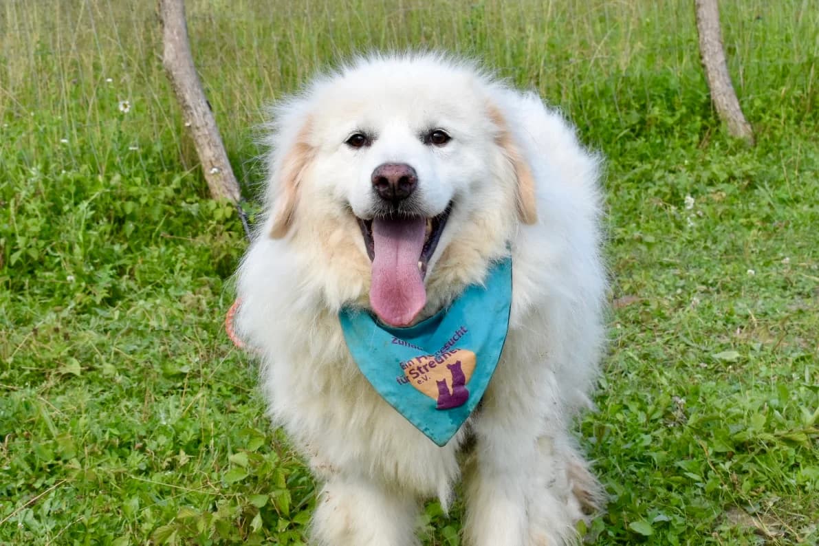Samu, male senior Mixed Breed for adoption at Ein Herz für Streuner e.V., München