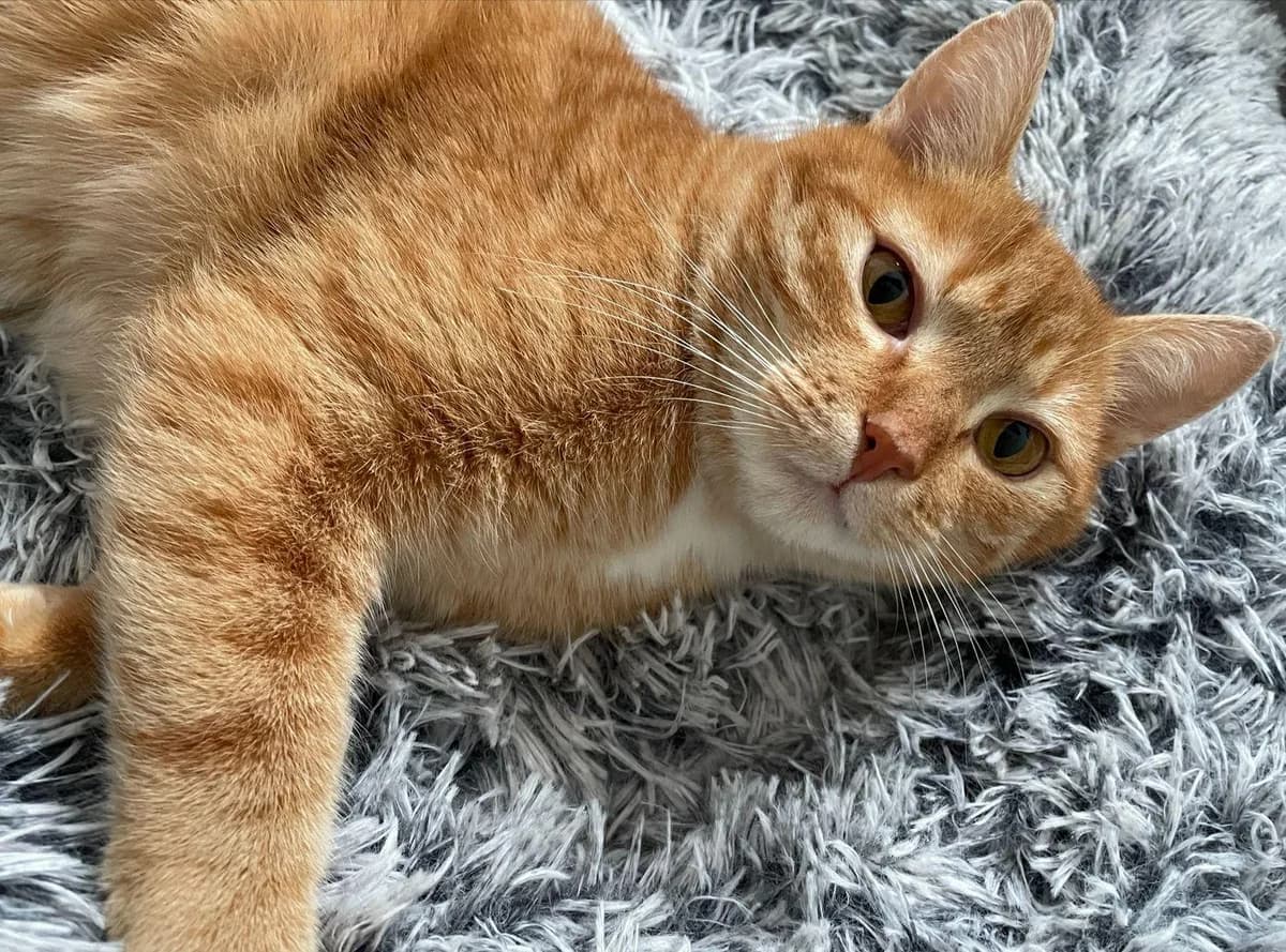 Samu, male 5yo Mixed Breed for adoption at Ein Herz für Streuner e.V., München