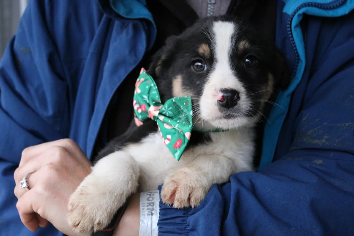 Samuel, weiß male puppy Mixed Breed for adoption at Ein Herz für Streuner e.V., München