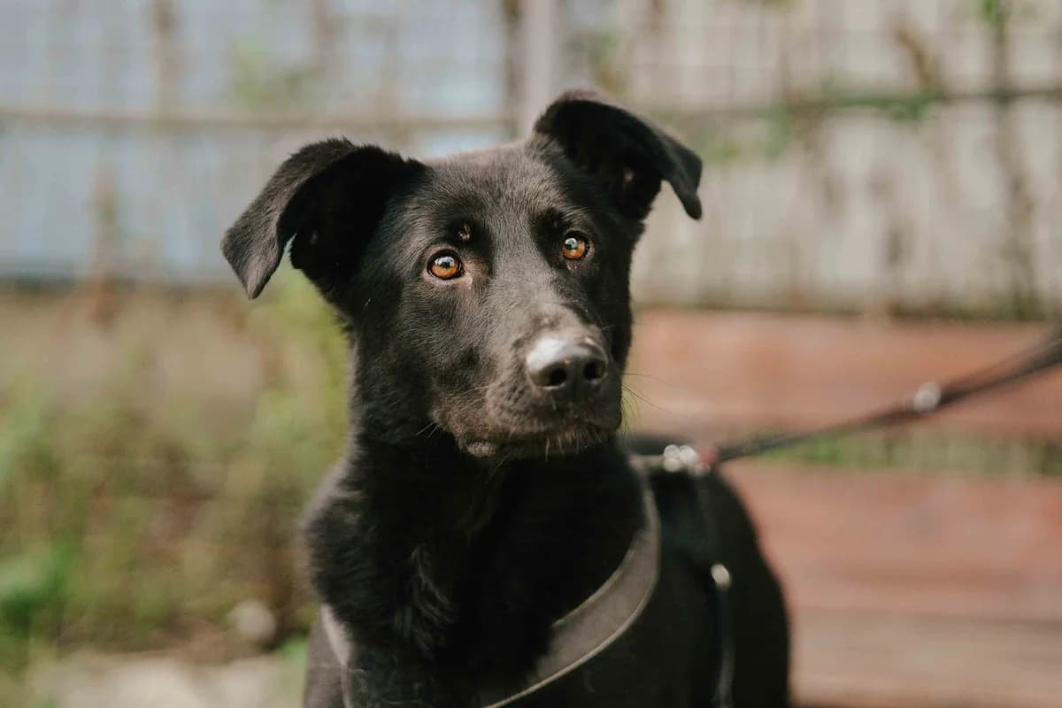 Samuel, male 3yo Mixed Breed for adoption at Ein Herz für Streuner e.V., München