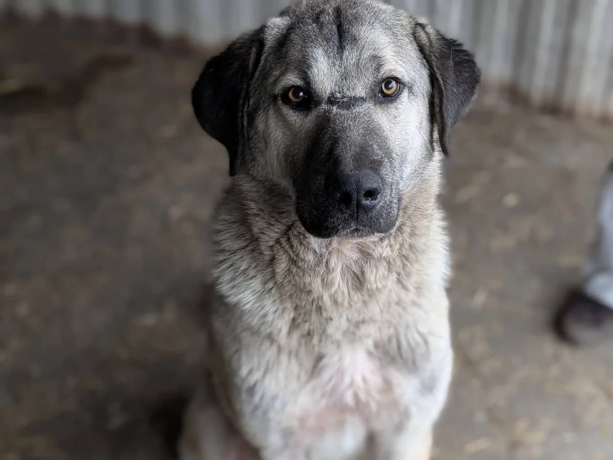 Samuel, male 5yo Mixed Breed for adoption at Ein Herz für Streuner e.V., München