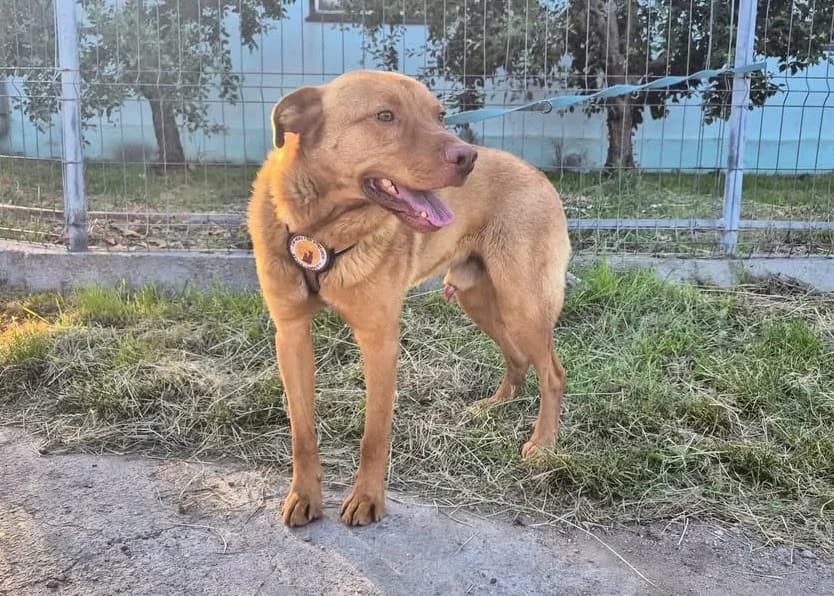 Samuel, sand male 3yo Mixed Breed for adoption at Ein Herz für Streuner e.V., München