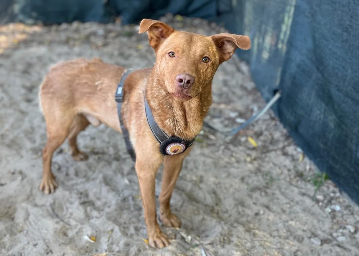 Samuel, male 3yo Mixed Breed for adoption at Ein Herz für Streuner e.V., München