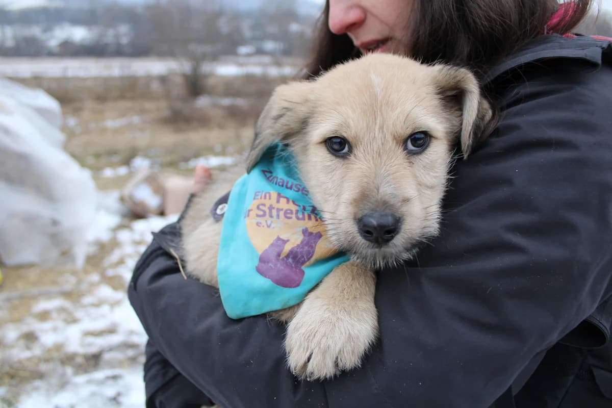 Samweis, male puppy Mixed Breed for adoption at Ein Herz für Streuner e.V., München